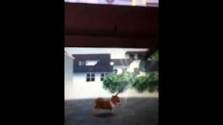 Beginners Guide : Nintendogs Walk