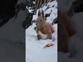 ❄️mr jerry zima🌲❄️wiewiórka🐿 shorts wiewiórka zima winter śnieg redsquirrel squirrel snow