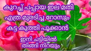 കുറച്ച് പപ്പായ ഇല മതി എത്ര മുരടിച്ച റോസും കട്ട കുത്തി പൂക്കും# Gardening tips# flowering tips