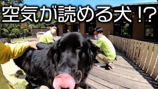 動物たちに弄ばれる飼育員【犬・ヤギ・オウム】Zookeeper \u0026 Animals