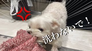 A dog gets mad at his mom when she tries to wash her precious cushion.