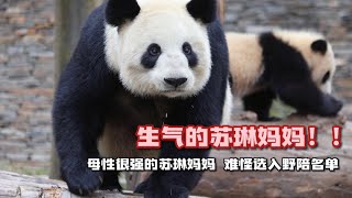 生气的苏琳（SuLin）妈妈！！ 母性很强的苏琳妈妈 难怪选入野陪名单 不过二娃的心好大，全程都我很困。后面猜测大娃应该一直是被施工声音吓到了。极具母爱的苏琳妈妈的保护欲