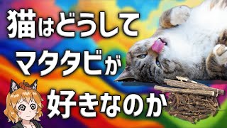 【疑問】ネコはなぜマタタビで大興奮するのか？