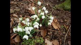 Hodsock Priory Visit