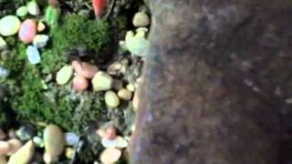 Toad eats wolf spider