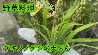 【アキノノゲシ】苦い草のつぼみを天ぷらにして食べる【秋の味覚】