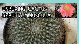 UNBOXING Rebutia minuscula Cactus Plant with bonus fruit, seeds, \u0026 seedlings