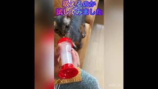 奪い合い冬、猫に哺乳瓶でミルクをあげてみた🍼