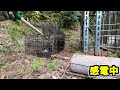 1136【狩猟】アナグマ、電殺と血抜き