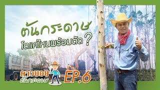 คาวบอย ต้นกระดาษ EP.6 : ต้นกระดาษโตแค่ไหนถึงจะขายได้ และตัดด้วยรถ Harvester อย่างไรไปดูกัน