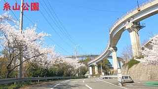 愛媛県今治市玉川ダムから糸山公園までドライブ【来島海峡大橋】【展望台】【桜】