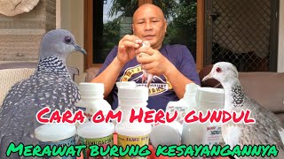 CARA OM HERU GUNDUL MERAWAT BURUNG BURUNG ANGGUNGANNYA. @HERUGUNDULJejaksigundul #jejakpetualang