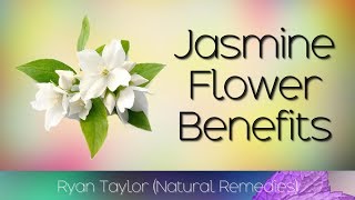 Jasmine Flower: Benefits and Uses