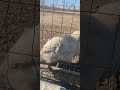 pot bellied pigs at the bayou wildlife zoo pt 1