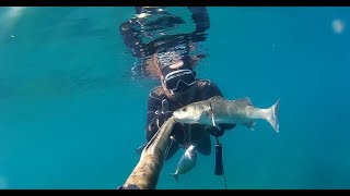 Underwater fishing - Skin diving - Estuary spearfishing