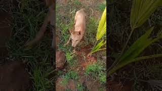 ஒளிஞ்சு விளையாடறோம்#shorts#petlover#dog#Brwnie#