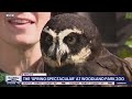 The 'Spring Spectacular' at Woodland Park Zoo