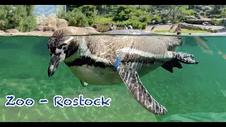 Explore Europe's Best Zoo: Rostock Zoo - An Adventure Awaits!