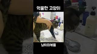 속아서 목욕한 고양이는..  #고양이 #cat #고양이샤워