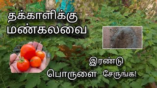 தக்காளி மண்கலவையில் இந்த பொருளை சேருங்க | Tomato | Poting Mix |Terrace Garden