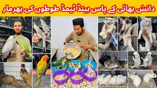 Multan Birds Market Rasheedabad Madni Birds Latest Update All Fancy and Imported Bird Available Here