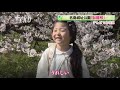 樹齢４００年・・・城跡に映える「臥龍桜」～テレビでお花見