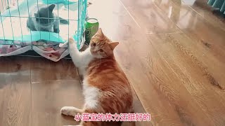 小橘猫又来找残疾小蓝猫打架，小蓝宝毫不示弱顽强反击，越战越勇