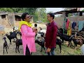 देशी बकरी पालन से 12 लाख कमाई कैसे ।how to earn 12 lakhs from deshi goat farming।। omprakashausar