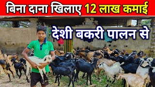 देशी बकरी पालन से 12 लाख कमाई कैसे?।How To Earn 12 lakhs from Deshi Goat Farming।। #omprakashausar