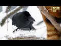 【レッサーパンダ】かわ美しいキンちゃんの思い出　red panda kin at maruyama zoo