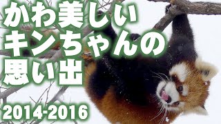 【レッサーパンダ】かわ美しいキンちゃんの思い出　Red Panda KIN at Maruyama Zoo