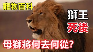 【狮子】年老的獅子最終歸宿是怎樣的？母獅和雄獅一樣嗎？