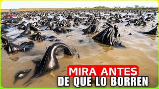 Japón Detuvo que el OCEÁNO TOCARA LA ORILLA y el Resultado Fue Inesperado– Documental