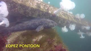 Edmonds Underwater Park tour