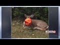 anderson residents track deer to get plastic pumpkin off its head