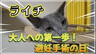 【愛猫避妊手術】愛猫の避妊手術の経費と術後の調査