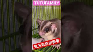 鬼鬼祟祟偷番薯【蜜袋鼯的生活日常】【 Sugar Glider 】【フクロモモンガ】【ชูการ์ไกลเดอร์ครับ】【 슈가글라이더 】   @肚肚家族生活日常