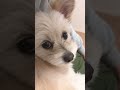 全方向美な、、、ぽめぷー はくあ dog ポメプー 犬のいる暮らし