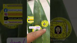 سوودەکانی ئالۆڤێرا / فوائد الصبار /‏Benefits of cactus (aloe vera)