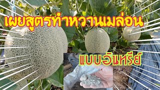 สูตรทำหวานเมล่อนอินทรีย์