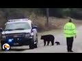 Cop Helps Bear Family Cross The Road | The Dodo