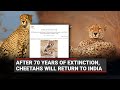 After 70 years of extinction, cheetahs will return to India