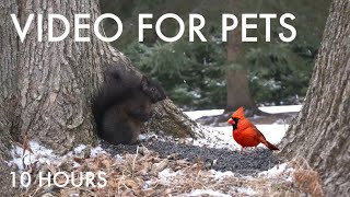 Cardinals, Black Squirrels and Animals in the Snow - 10 Hour Cat TV for Pets 😺 - Jan 28, 2025