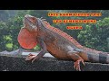 KELEBIHAN DAN KEKURANGAN FREE ROAM PADA IGUANA