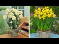 How to Plant Indoor Narcissi: Winter/Spring Garden Guide