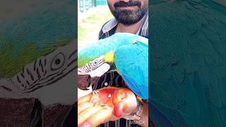 உன் அழகில் ♥️🦜 வியந்தேன் மனம் நெகிழ்வான தருனம் 🦜#short