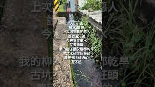 陳應隆的古坑橙實柳丁園～破水遇上農民惡人