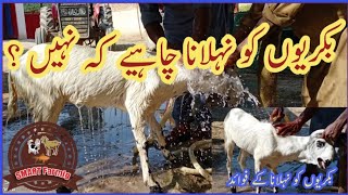 Bakrion ko nehlana chahy ky nh /بکریوں کو نہلانا چاہیے کہ نہیں /Beetal Goat Farming in Pakistan