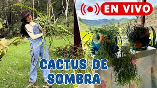 Trasplantando mis cactus de sombra, cactus del bosque en vivo │Candy Bu