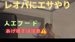 《今日のレオパ》餌やり動画🦎あげ過ぎは注意！？⚠️